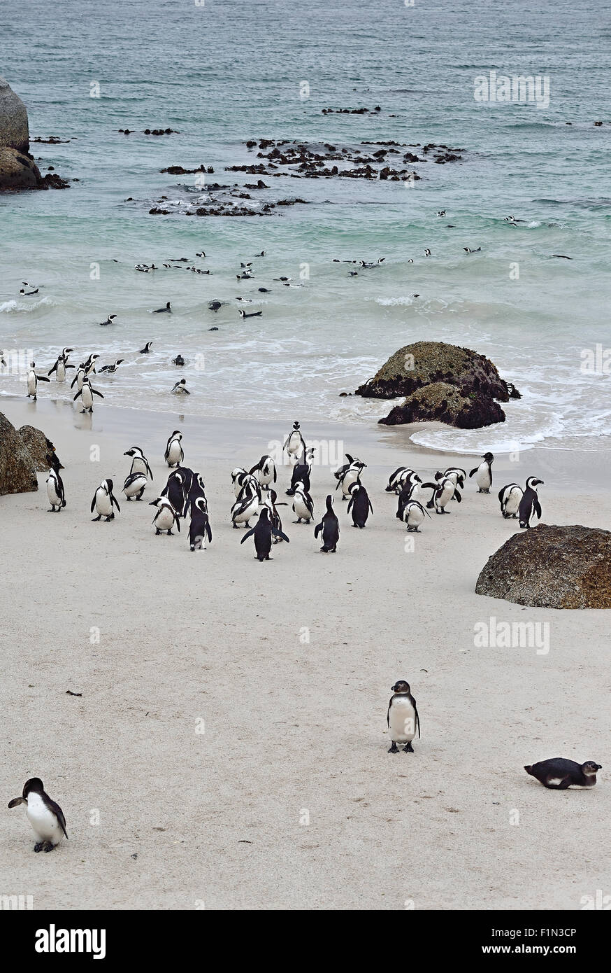 Sud Africa, Boulders Beach, colonia di pinguini Jackass Foto Stock