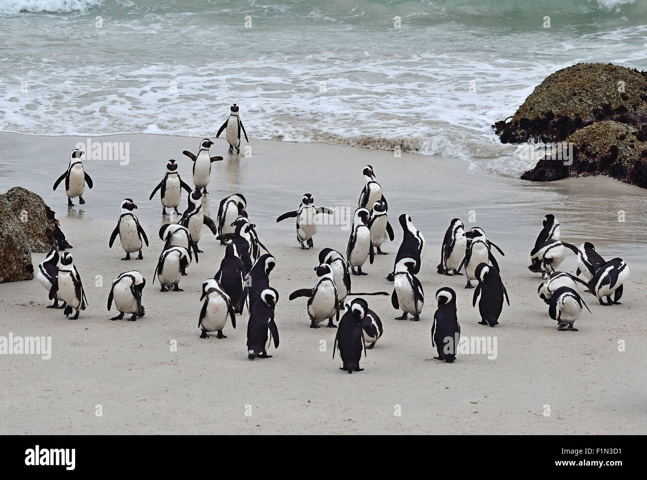 Sud Africa, Boulders Beach, colonia di pinguini Jackass Foto Stock