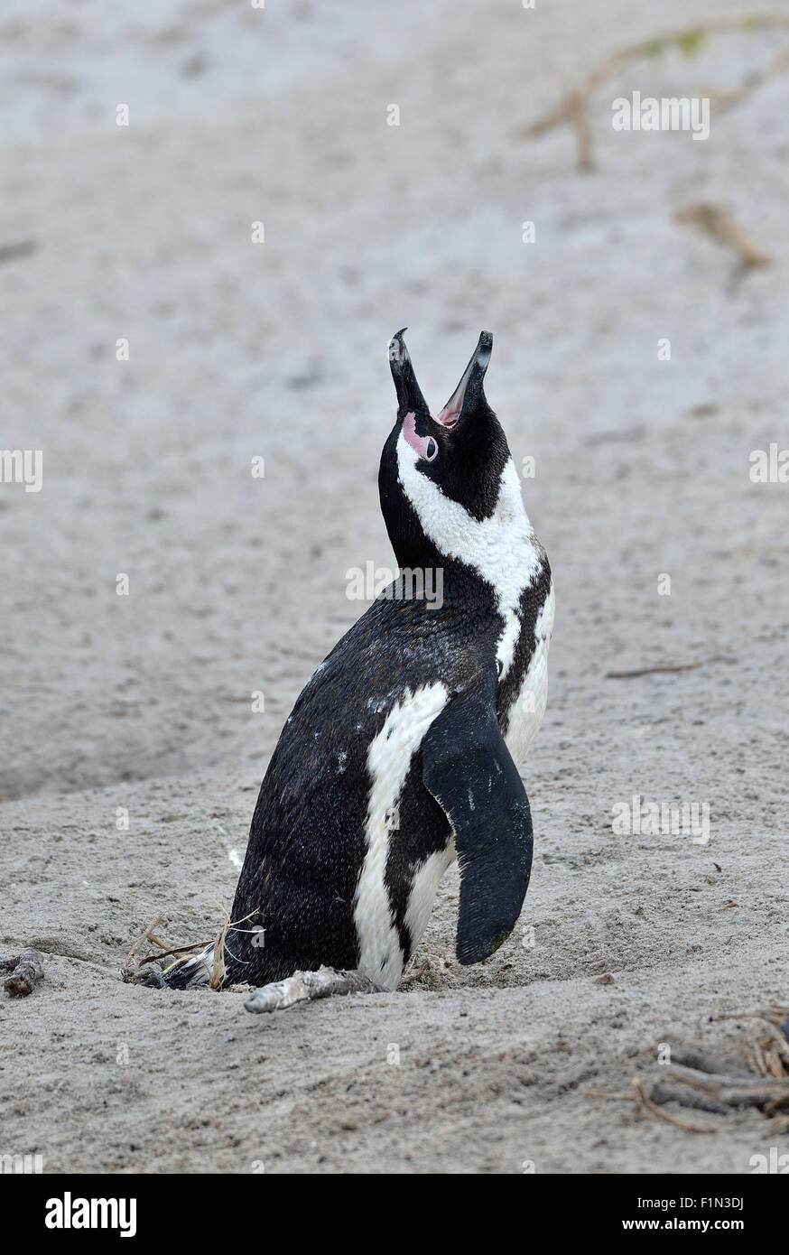 Sud Africa, Boulders Beach, Jackass Penguin Foto Stock