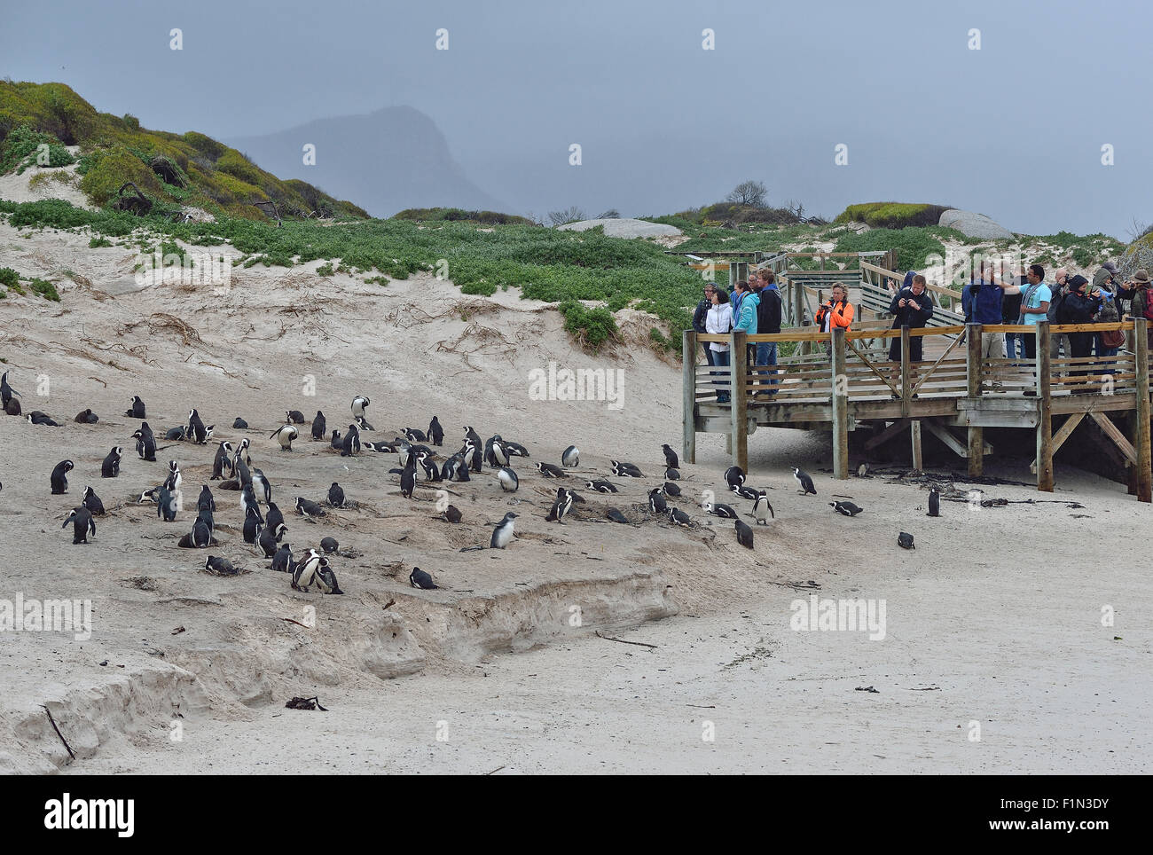 Sud Africa, Boulders Beach, colonia di pinguini Jackass Foto Stock