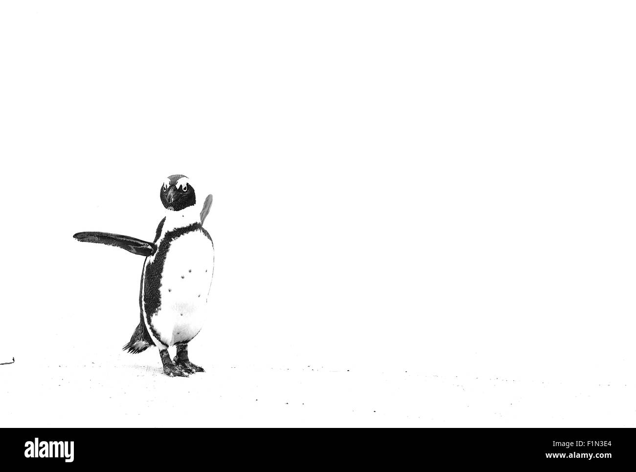 Sud Africa, Boulders Beach, Jackass Penguin Foto Stock