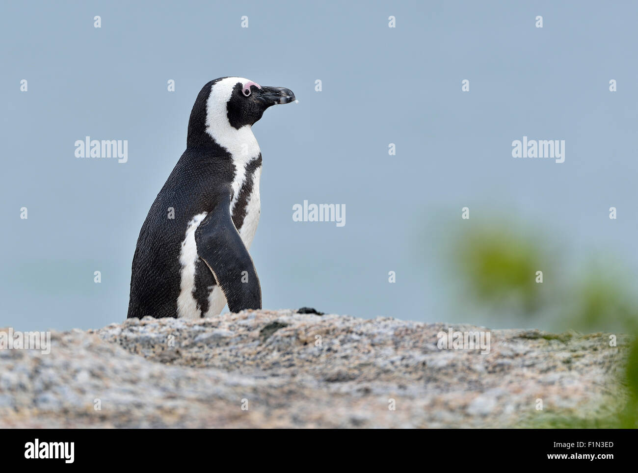 Sud Africa, Boulders Beach, Jackass Penguin Foto Stock