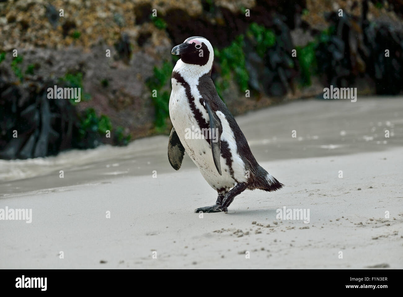 Sud Africa, Boulders Beach, Jackass Penguin Foto Stock