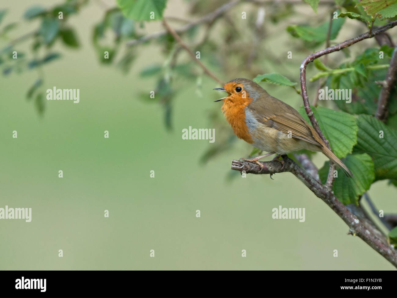 Robin-Erithacus rubecula nella canzone. L'estate. Regno Unito. Foto Stock