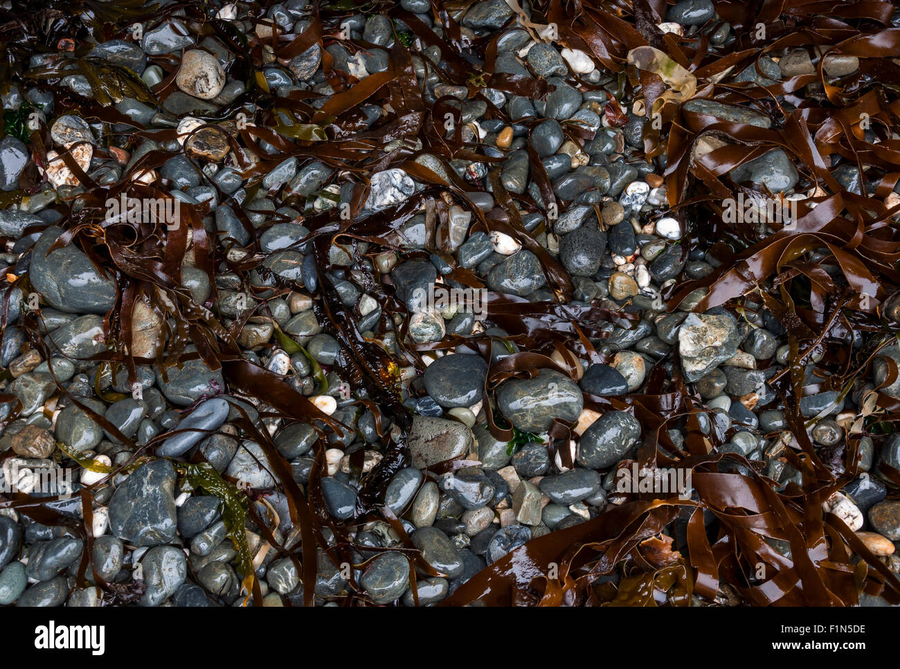 Bagnato e ciottoli scintillanti e alghe marine su una spiaggia di Pembrokeshire. Foto Stock