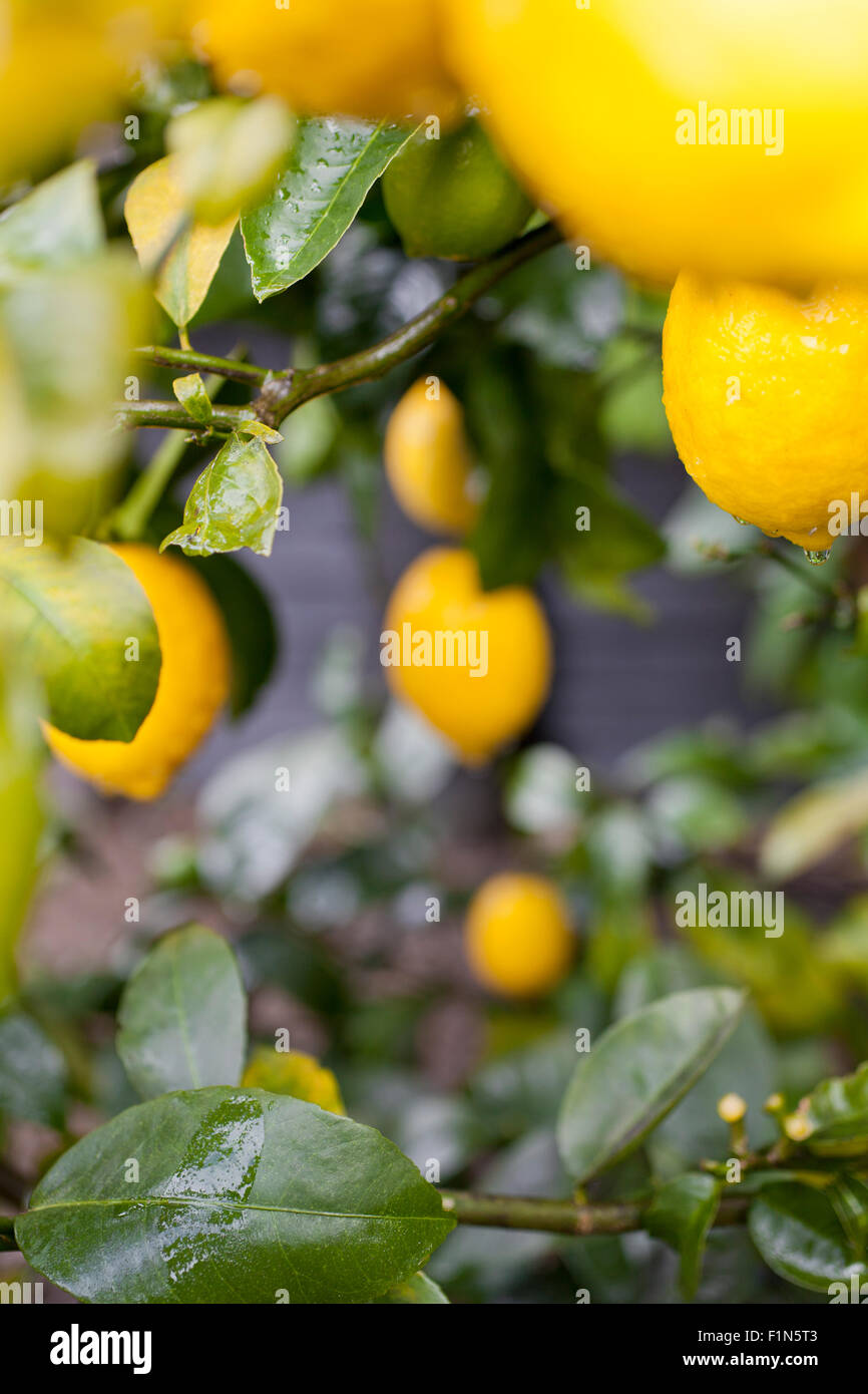 Luminoso giallo dei limoni su un organico di Limone Meyer tree Foto Stock