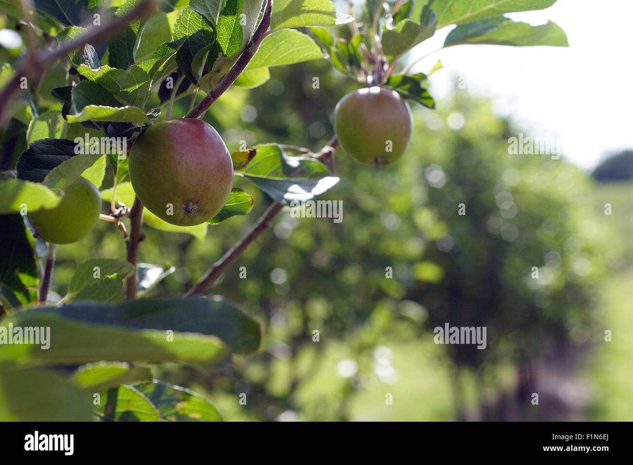Chiudere in su un unico Apple in un sidro Orchard Foto Stock