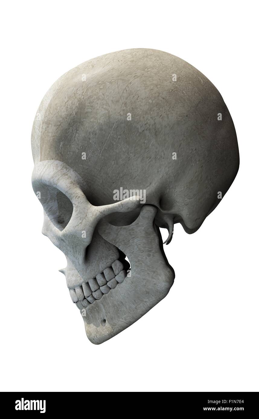 Cranio con ganascia laterale 3D'illustrazione del cranio. Foto Stock