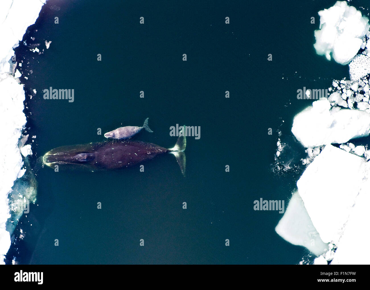 Un Bowhead whale e vitello nell'Oceano Artico. Balene Bowhead può raggiungere fino a 66 piedi o 20 metri di lunghezza e peso 100 t. Foto Stock