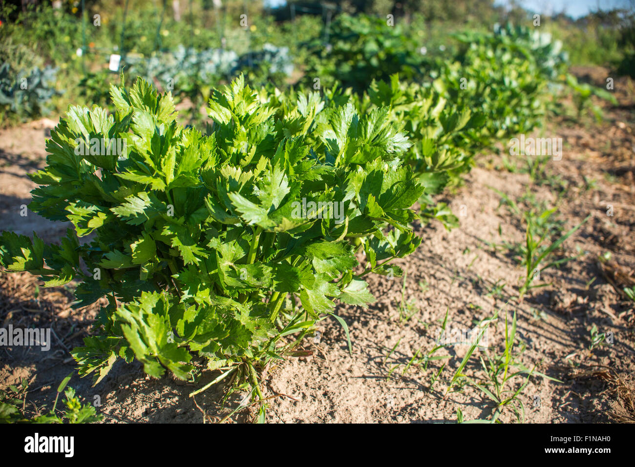 Orto biologico con fila di piante di sedano Foto Stock