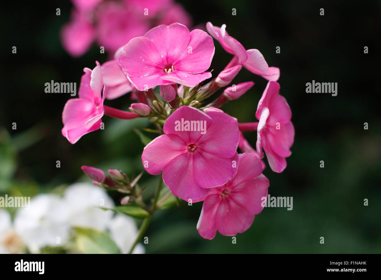 Primo piano di una rosa fiori di phlox Foto Stock