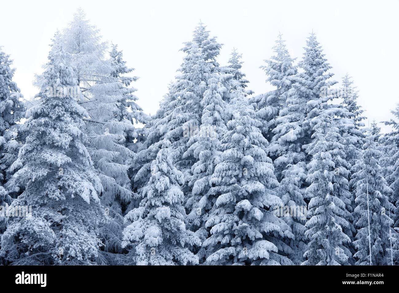 Paesaggio invernale - foreste di montagna coperta di neve. Giusto dopo la tempesta di neve. Bella foresta di inverno sfondo. La fotografia naturalistica Foto Stock