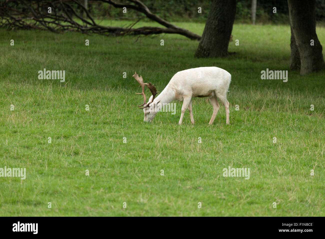 White Stag Cervo con corna mangiare erba nei pressi di alberi in un campo di erba Foto Stock