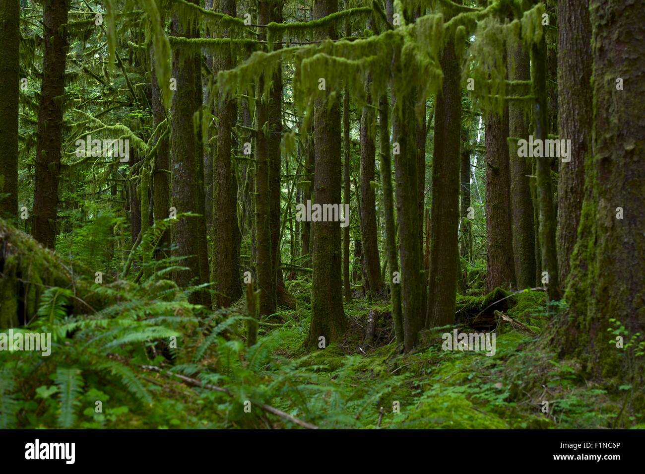 Ci Nortwest foresta pluviale. Stato di Washington, U.S.A. Lo scenario della foresta pluviale. Natura raccolta di fotografie. Foto Stock