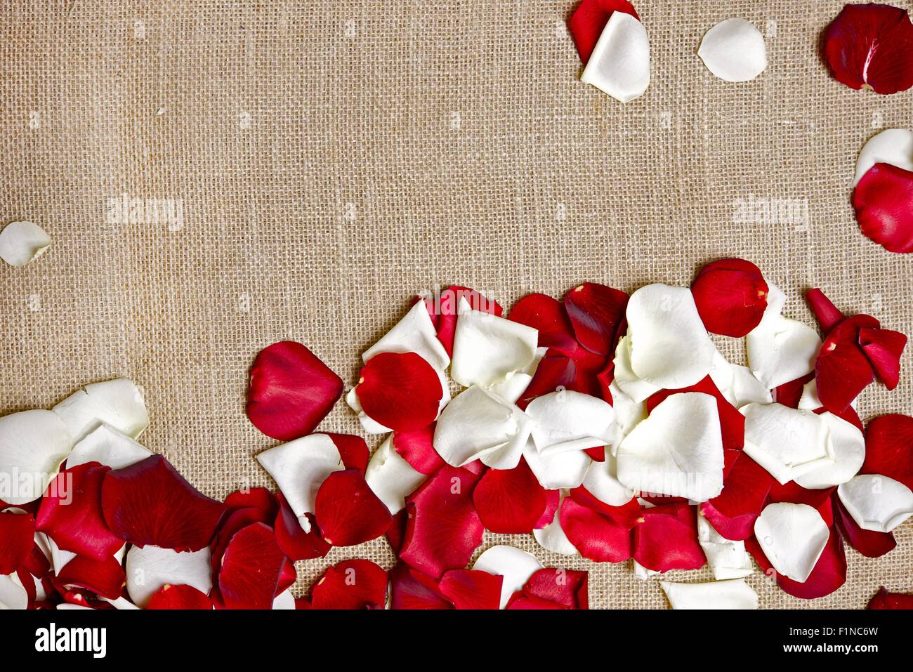 Petali di rosa sul materiale di biancheria sfondo. Sfondo floreale con copia spazio. Foto Stock