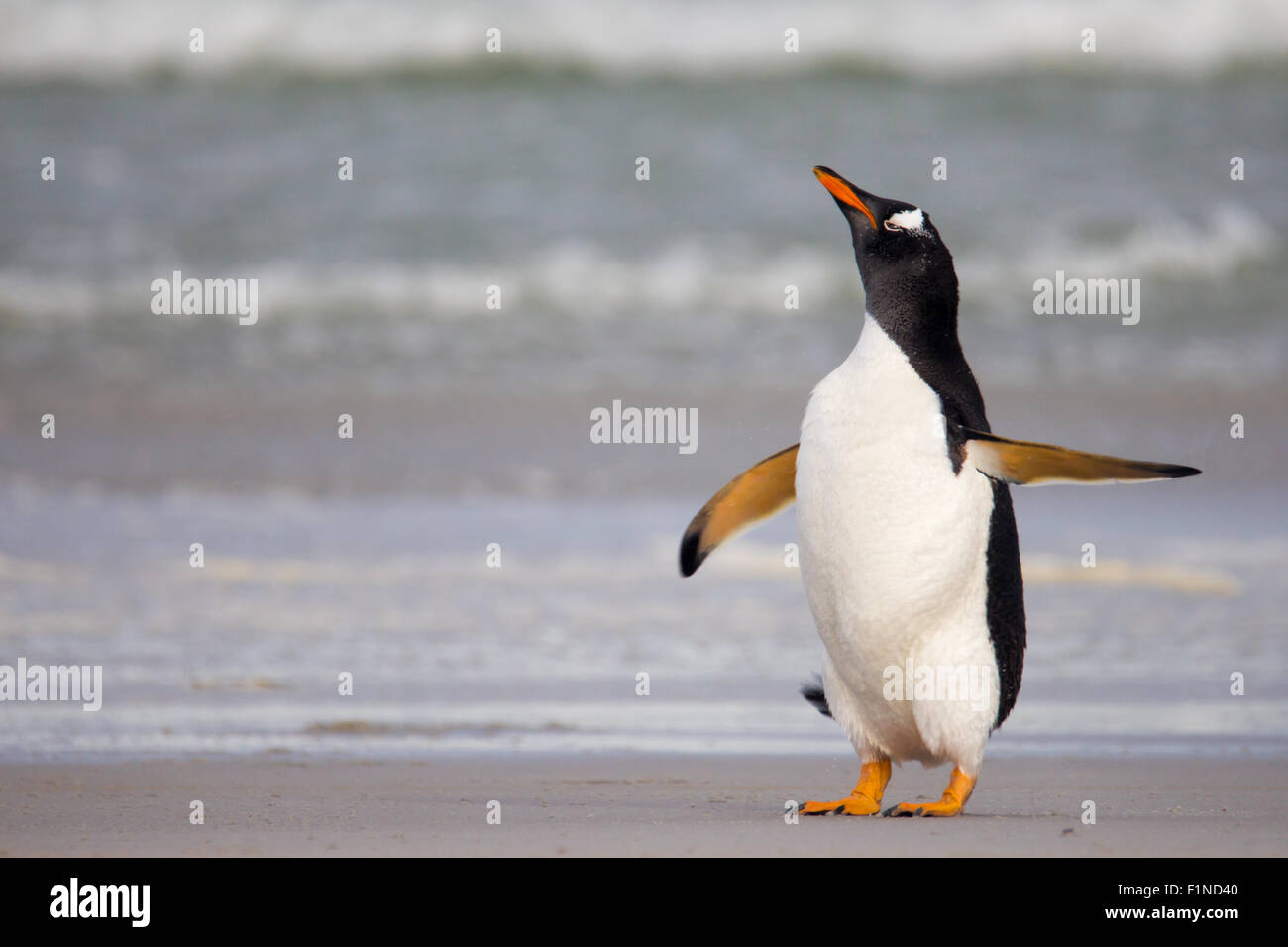 Burbero cercando pinguino Gentoo assomiglia a lui è rivolto con la sua ala. Foto Stock