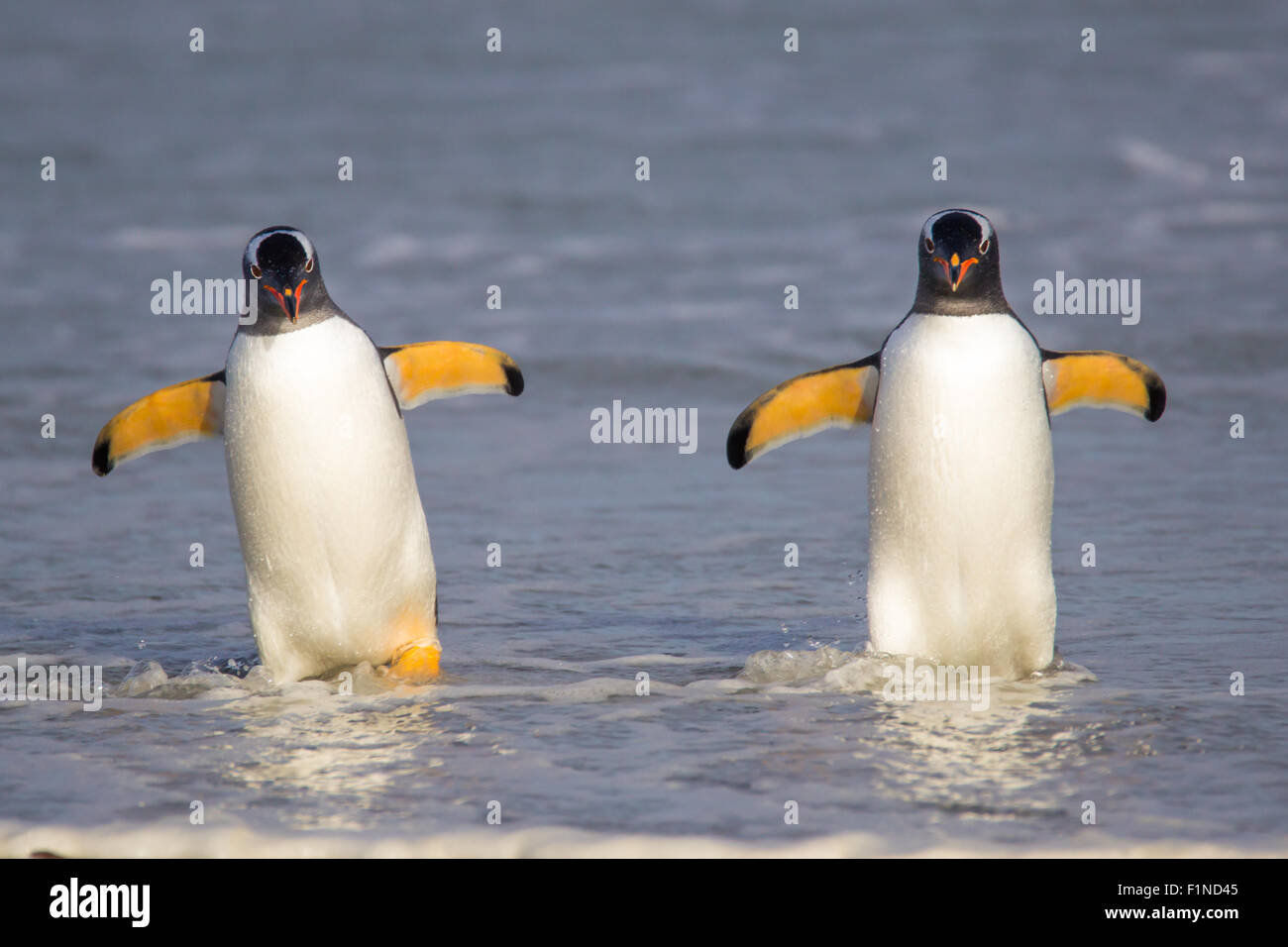 Due pinguini Gentoo provenienti dalla pesca. Isole Falkland. Foto Stock