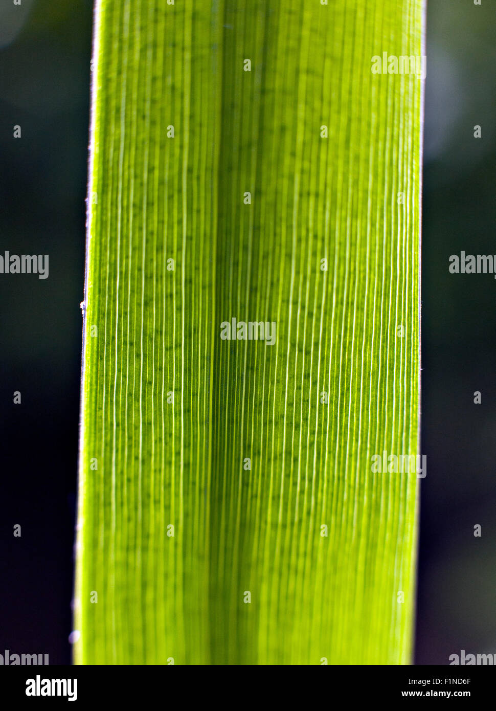 Typha latifolia giunco, comune giunco, latifoglie tifa, comune tifa, o cat-o' nove-code in estrema closeup Foto Stock