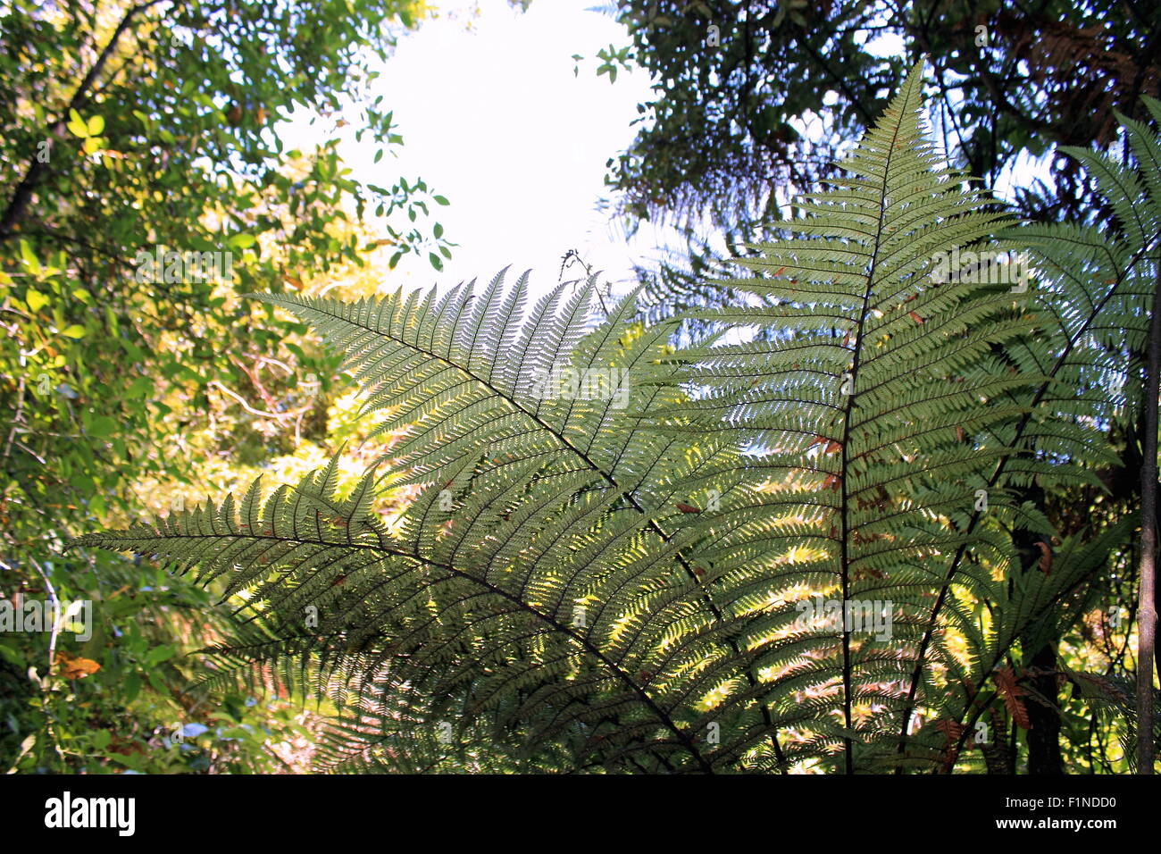 Nuova Zelanda Tree Fern Foto Stock