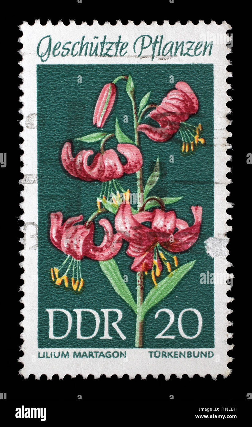 Timbro stampato nella memoria DDR (Germania orientale) mostra piante protette Martagon Giglio, Lilium martagon, circa 1969 Foto Stock
