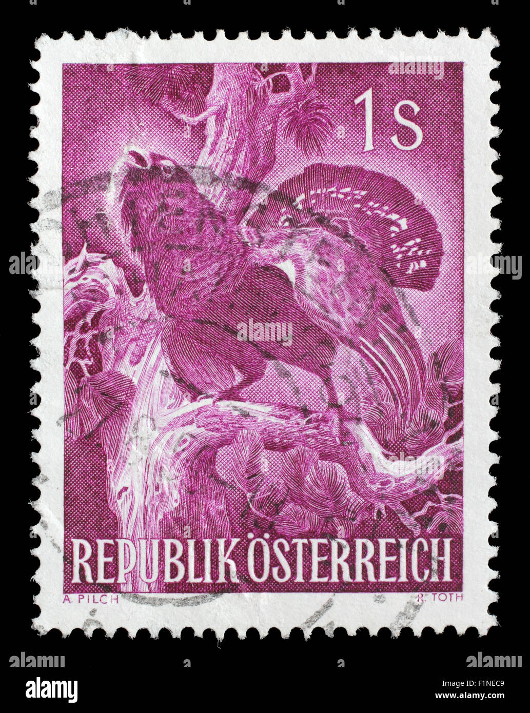 Timbro stampato in Austria mostra gallo cedrone, Tetrao urogallus, galli cedroni, Bird, circa 1959 Foto Stock