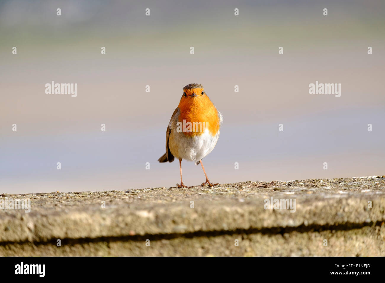 Robin seduto su un balcone - a Portmeirion - un villaggio vacanze e hotel in Galles del Nord Foto Stock