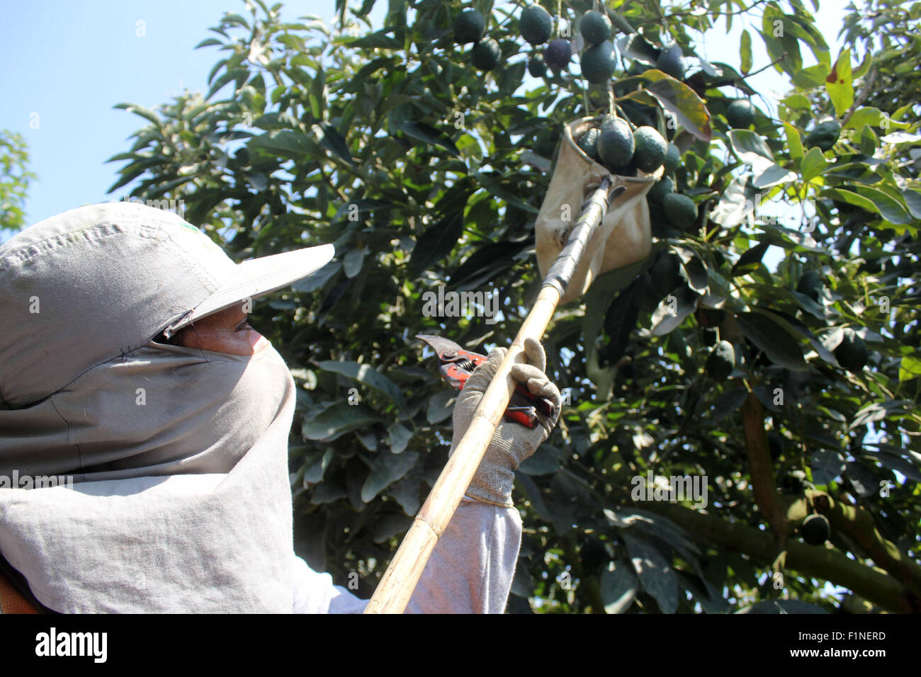 Chincha. 3 Sep, 2015. Immagine presa sul Sett. 3, 2015 mostra un agricoltore di raccolta gli avocadi Hass di El Carmen, Chincha provincia, reparto di Ica, Perù. La Hass avocado, una volta stagionato, può rimanere sulla struttura ad albero per diversi mesi senza evidente deterioramento, soprattutto nel tempo fresco. 8 avocado Mondiale Congresso si terrà nella città di Lima, Perù, da sett. 13 A SETTEMBRE 18. © Luis Camacho/Xinhua/Alamy Live News Foto Stock