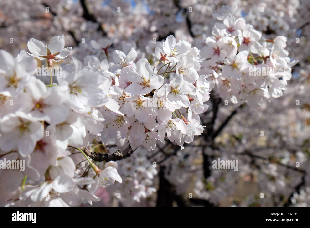 Close up di fiori di frutta nelle primissime primavera Foto Stock