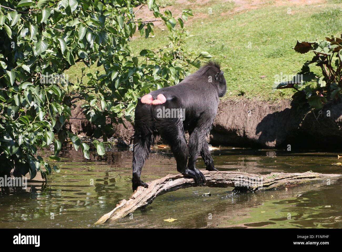 Celebes crested (nero) macaco (Macaca nigra) attraversando un flusso, camminando su un albero caduto Foto Stock