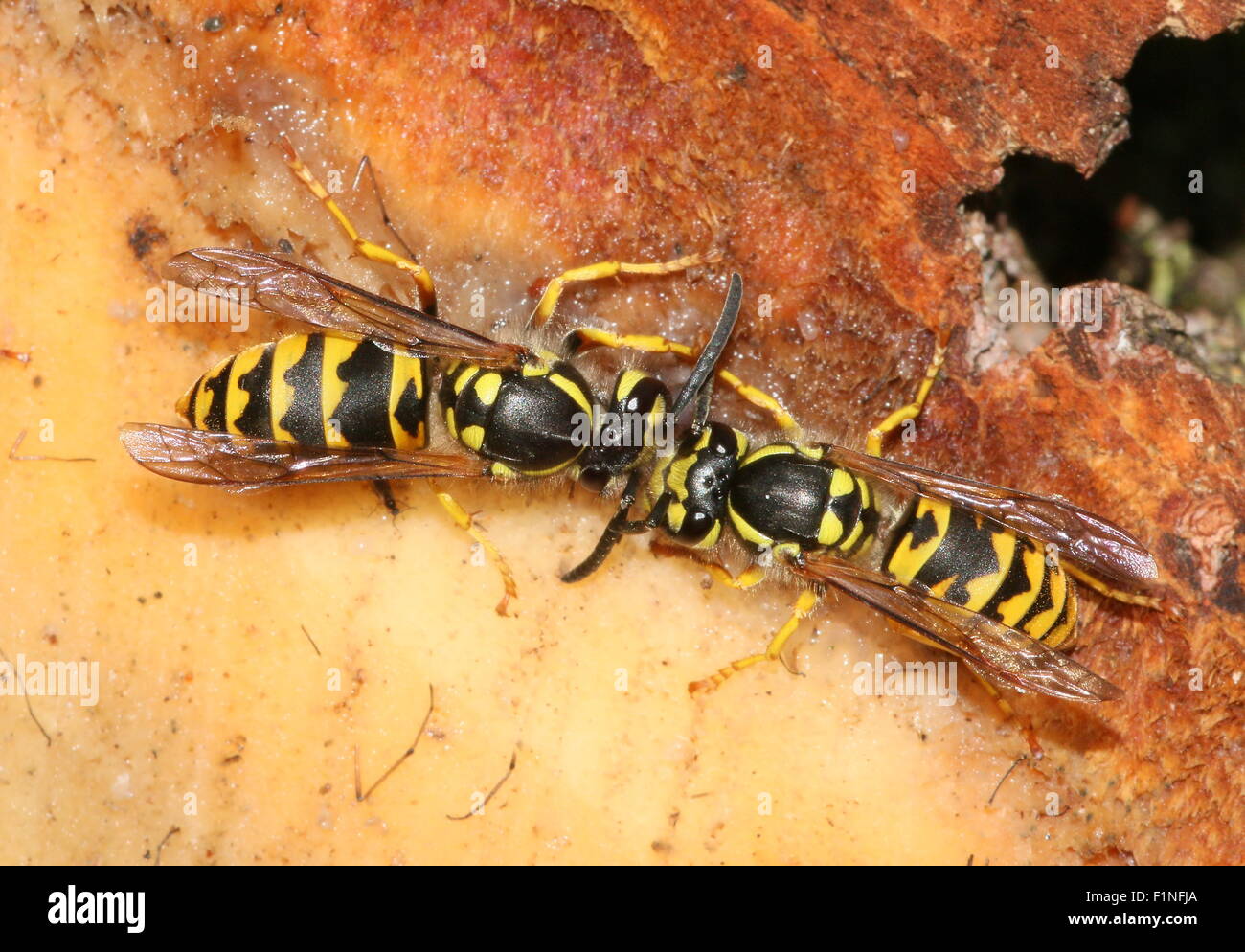 Due comuni europei vespe (Vespula vulgaris) alimentazione su pino resina Foto Stock