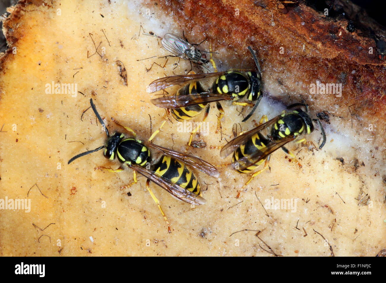 Tre Comuni Europei vespe (Vespula vulgaris) alimentazione su pino resina Foto Stock