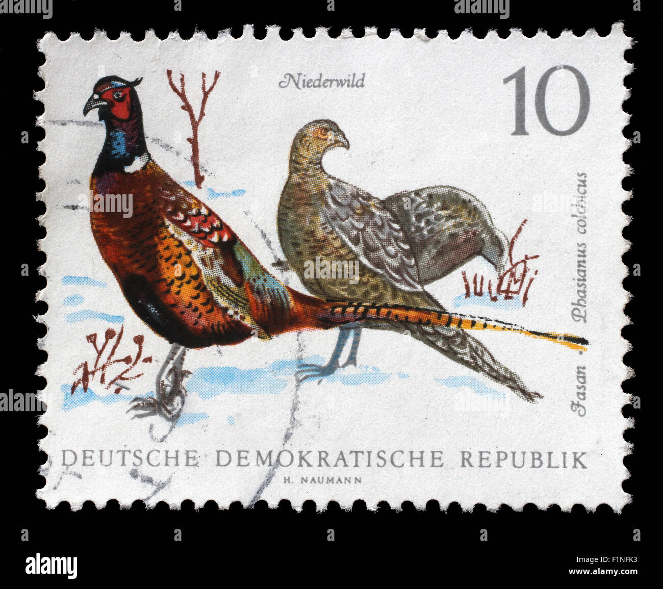 Timbro stampato nella RDT mostra il fagiano, Phasiaus colchicus, problema di uccelli, circa 1968 Foto Stock