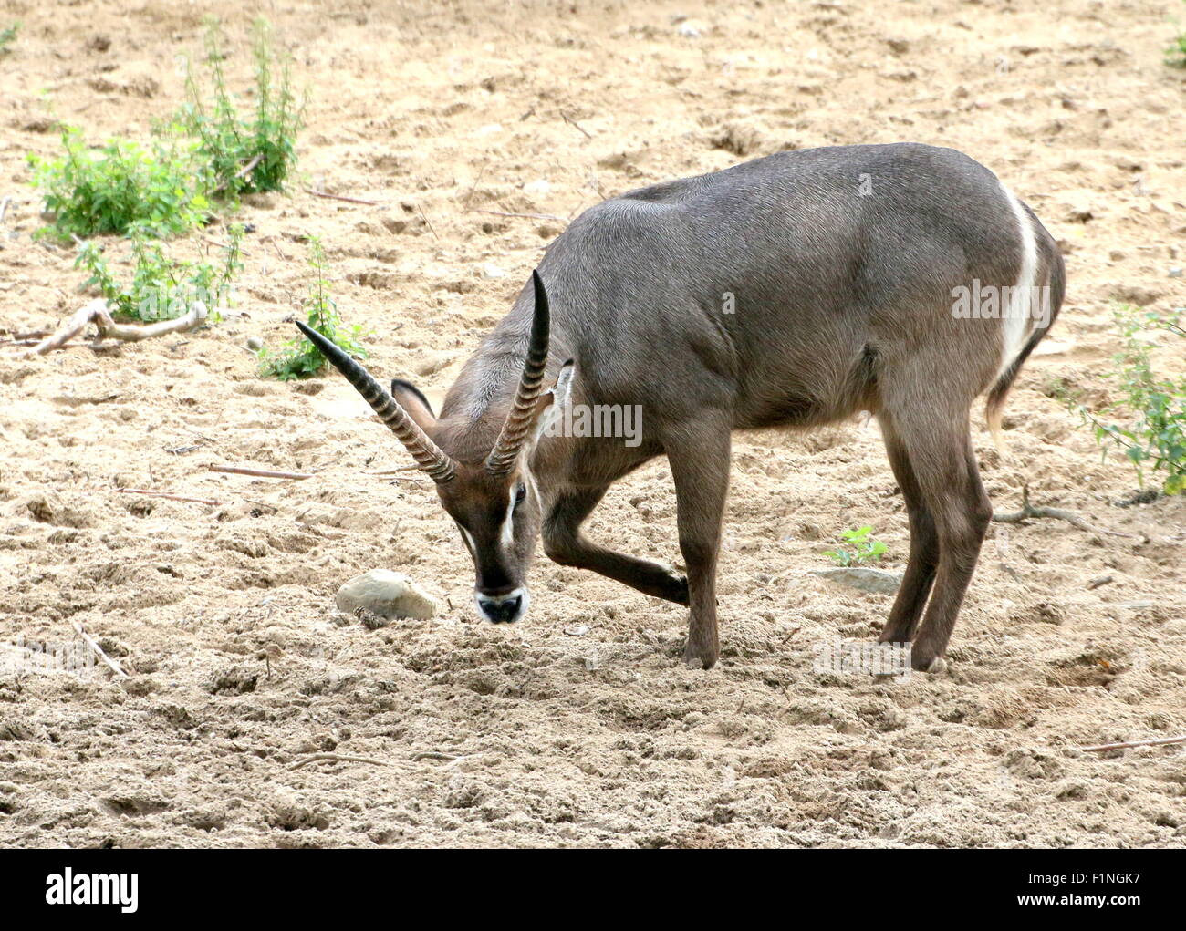 Maschio Ellipsen africana waterbuck (Kobus ellipsiprymnus ellipsiprymnus) Foto Stock