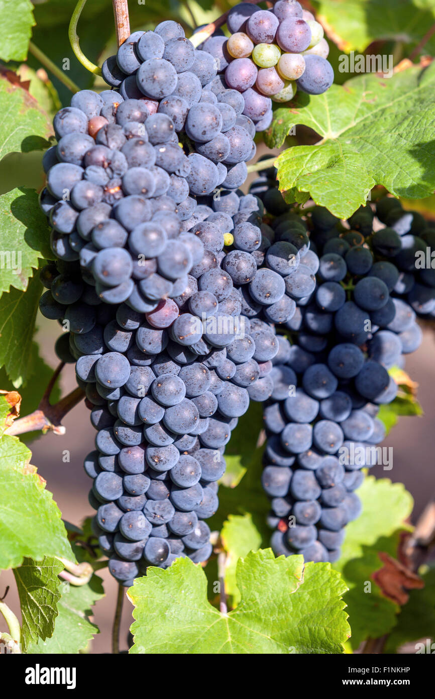 Mazzo di uve sulla vite, uve da vino in pianta Foto Stock