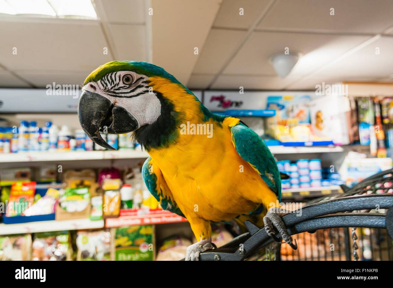 Pet shop parrot immagini e fotografie stock ad alta risoluzione Alamy