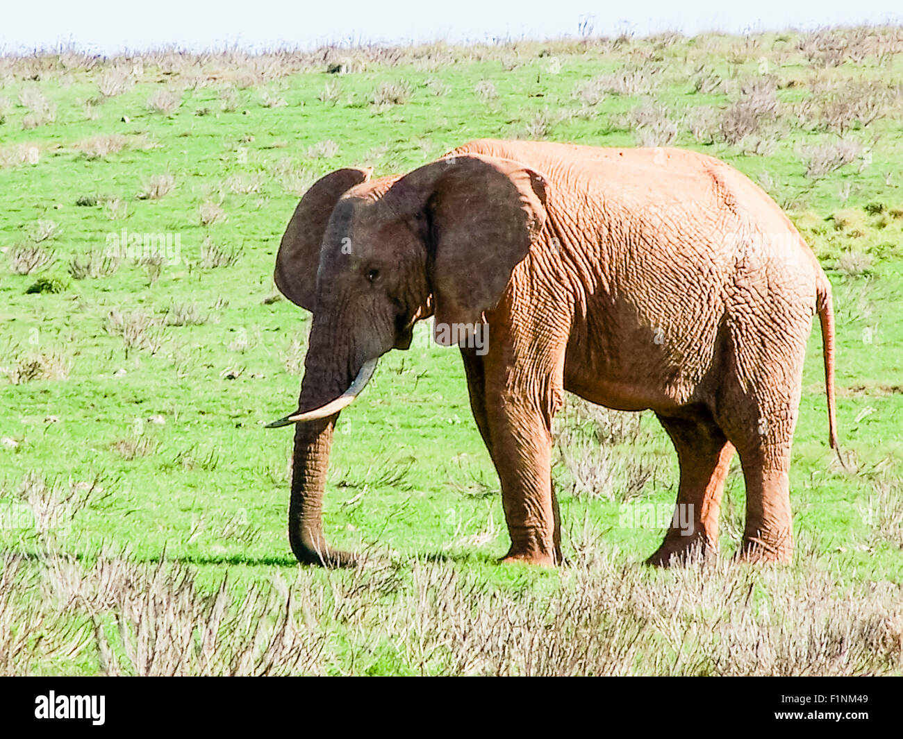 Elefante maschio nell'Addo Elephant riserva, Sud Africa Foto Stock