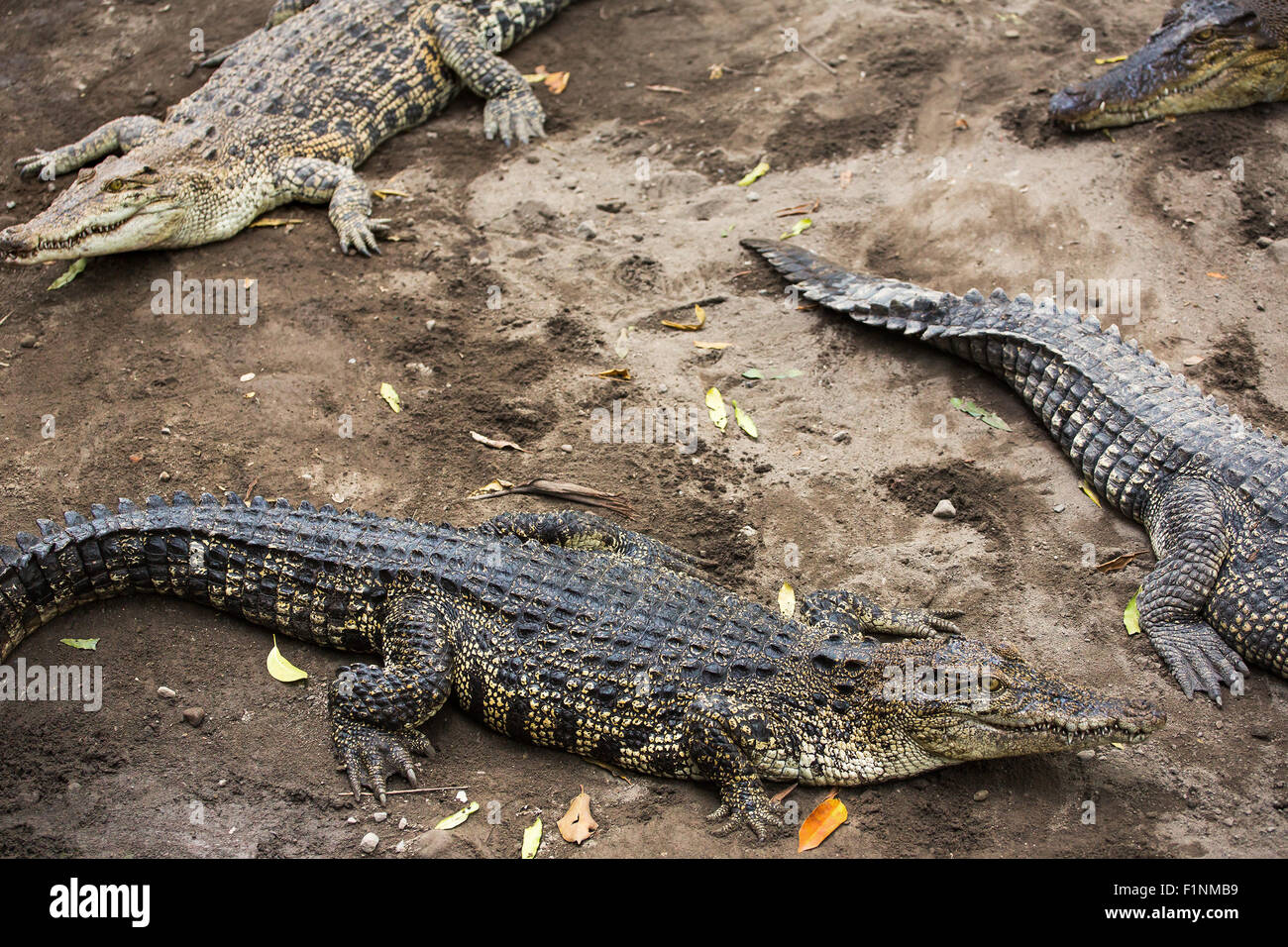 Crocodile vicino allo zoo, Indonesia. Composizione dei coccodrilli Foto Stock