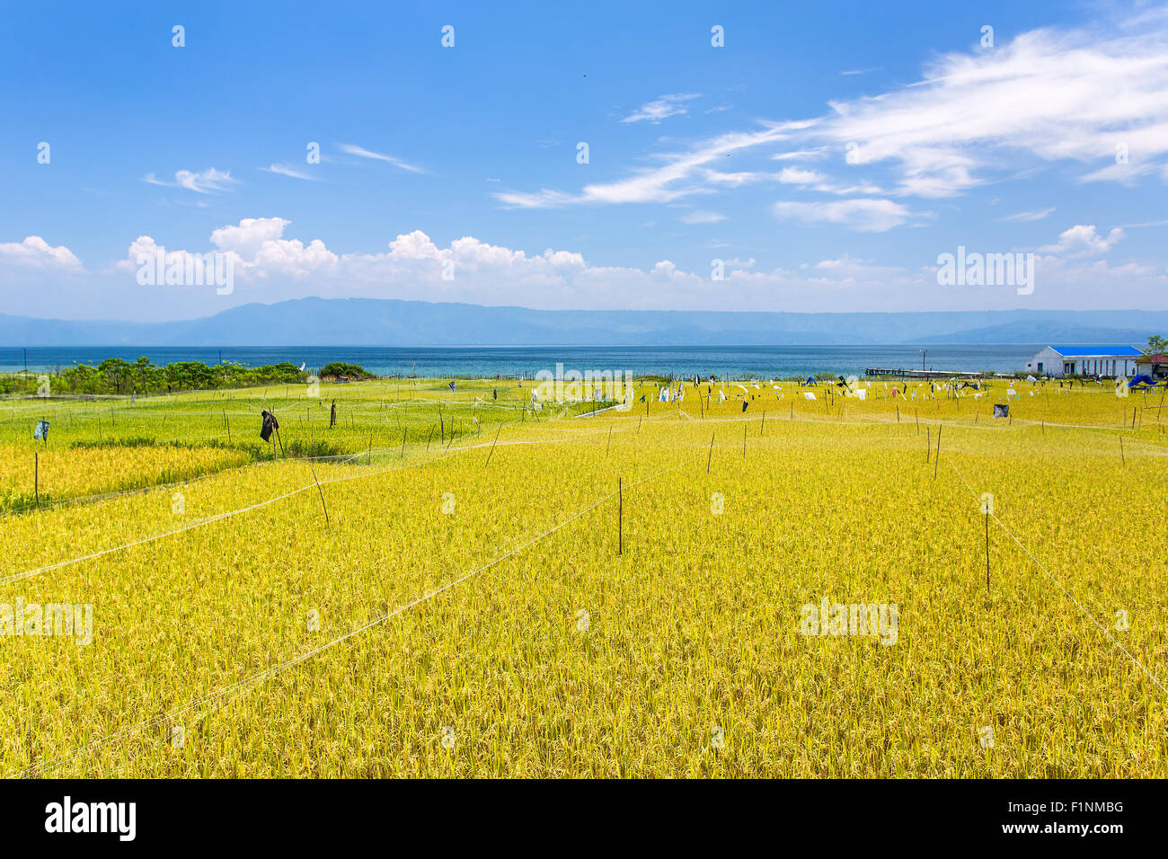 Campo di riso vicino Lago Toba nel nord di Sumatra, Indonesia Foto Stock