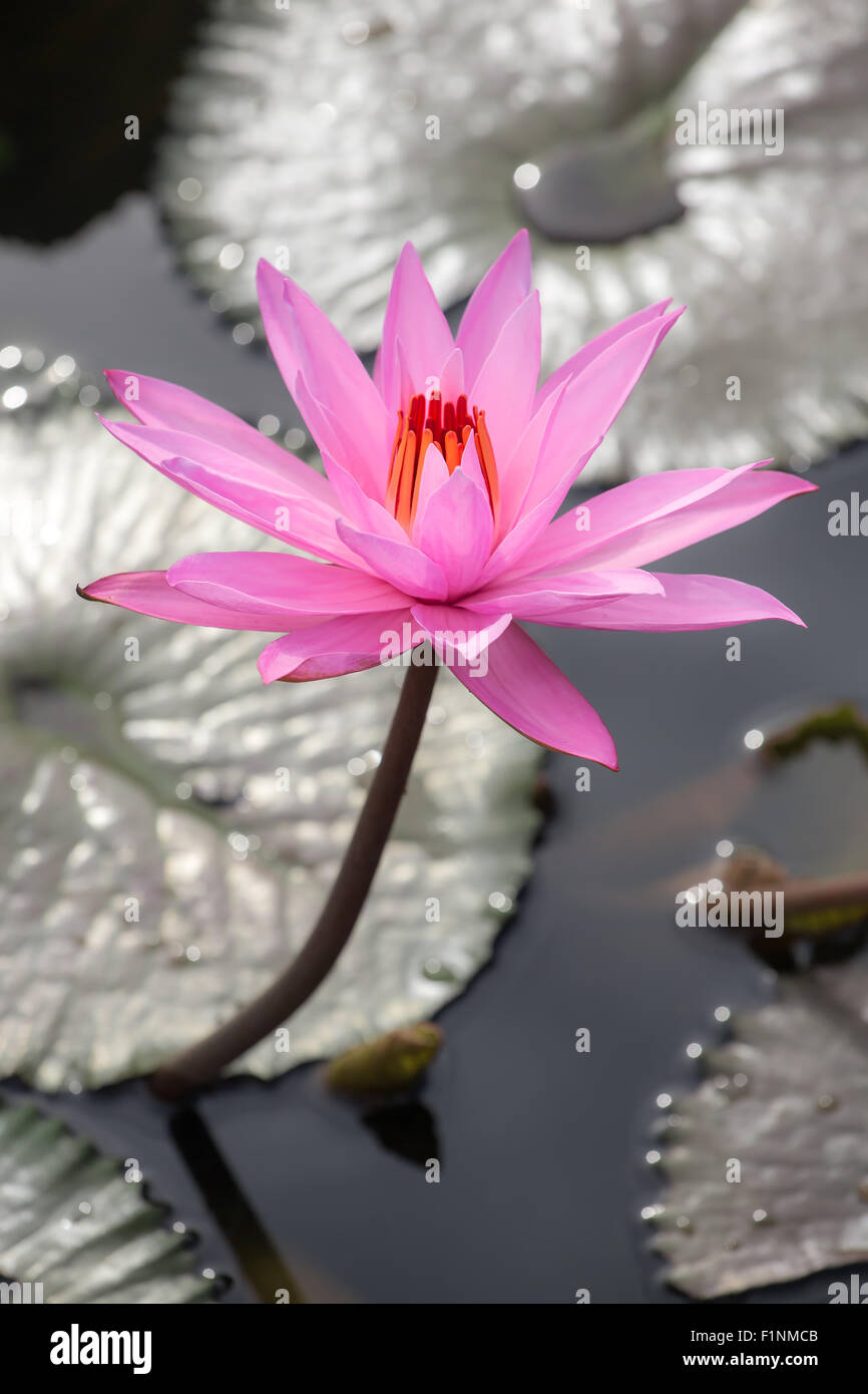 Di un bel colore rosa ninfee close-up Foto Stock