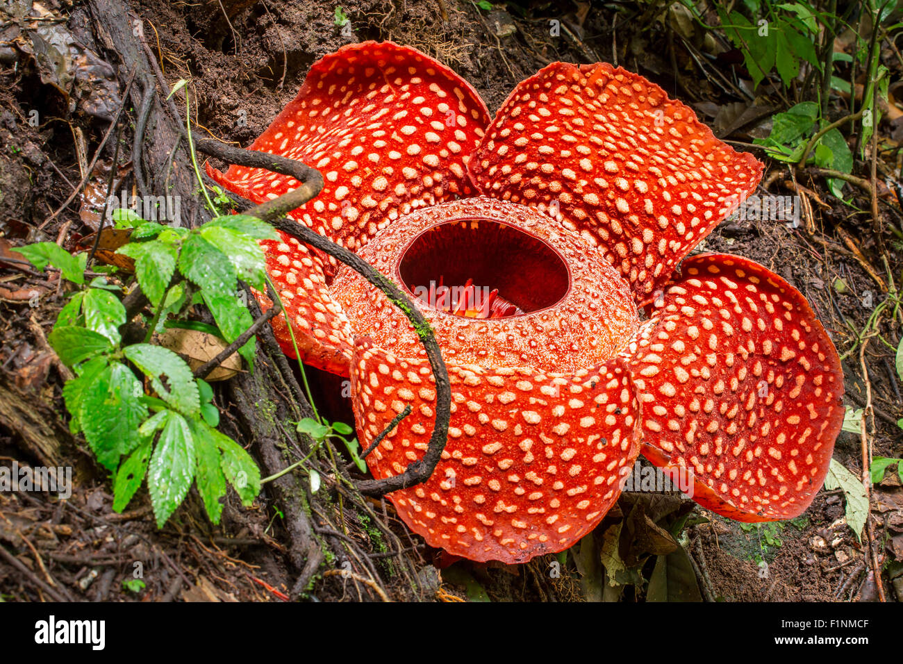 Rafflesia, il più grande fiore del mondo, Sumatra, Indonesia Foto Stock