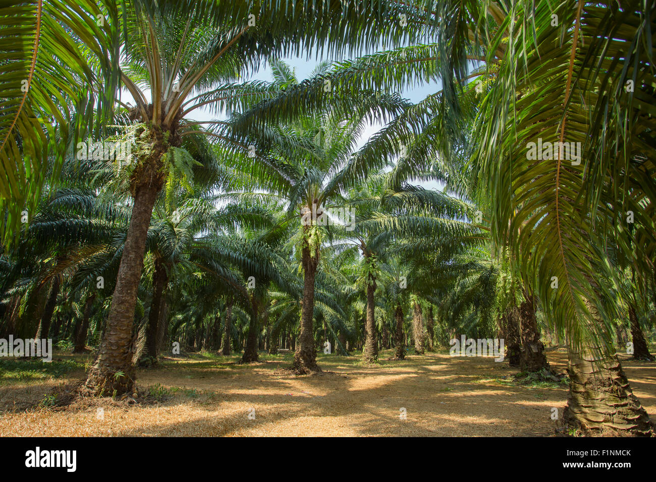 Olio di palma le piantagioni di alberi, Thailandia Foto Stock