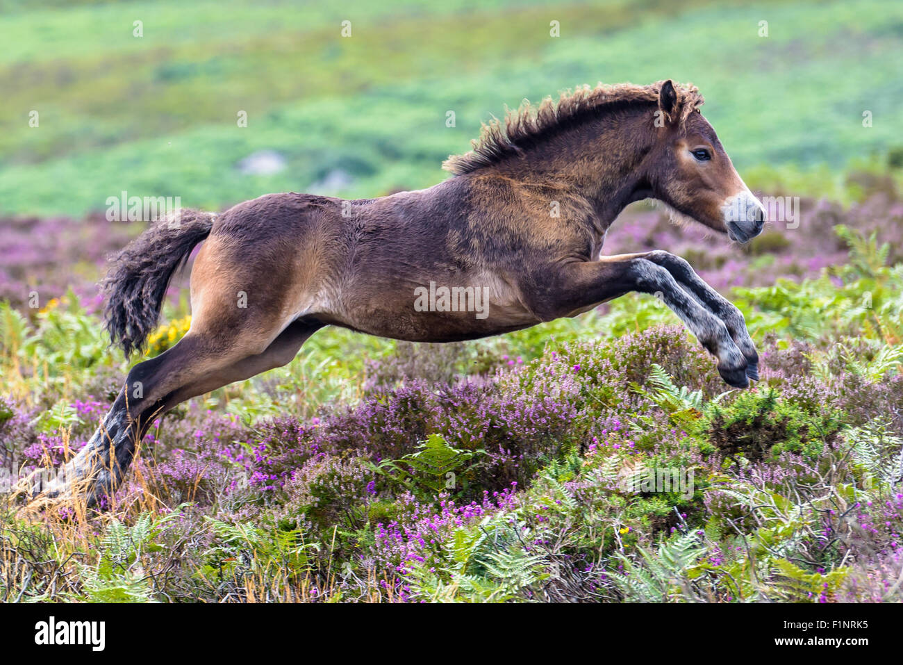 Flying Exmoor colt puledro in heather Foto Stock