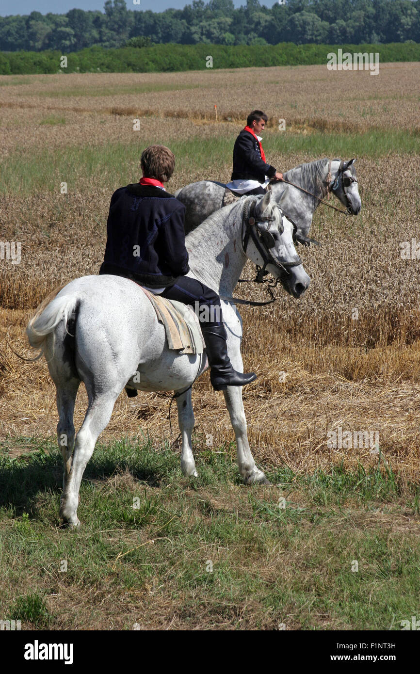 Uomo a cavallo vestito in costume nazionale, equitazione attraverso i campi di grano durante la mietitura del grano in Davor, Slavonia Foto Stock