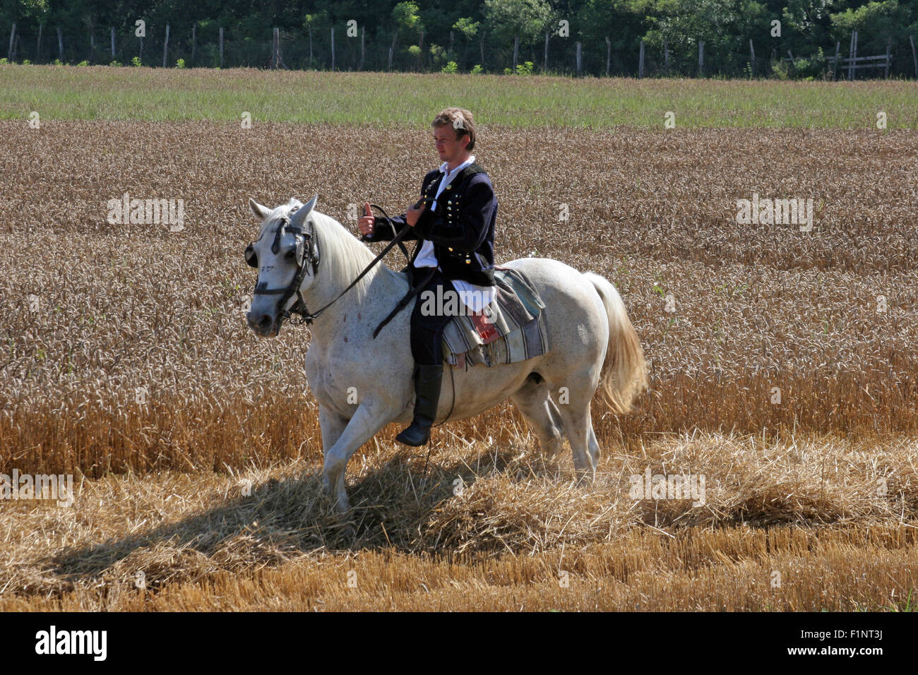Uomo a cavallo vestito in costume nazionale, equitazione attraverso i campi di grano durante la mietitura del grano in Davor, Slavonia Foto Stock