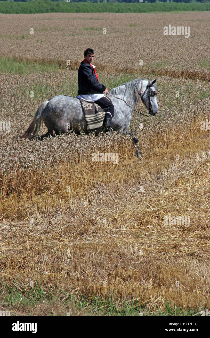 Uomo a cavallo vestito in costume nazionale, equitazione attraverso i campi di grano durante la mietitura del grano in Davor, Slavonia Foto Stock