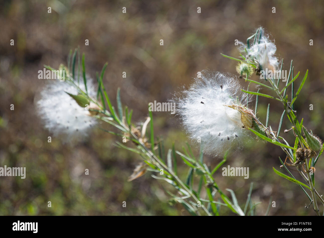 I semi della pianta milkweed circa per essere dispersa dal vento Foto Stock