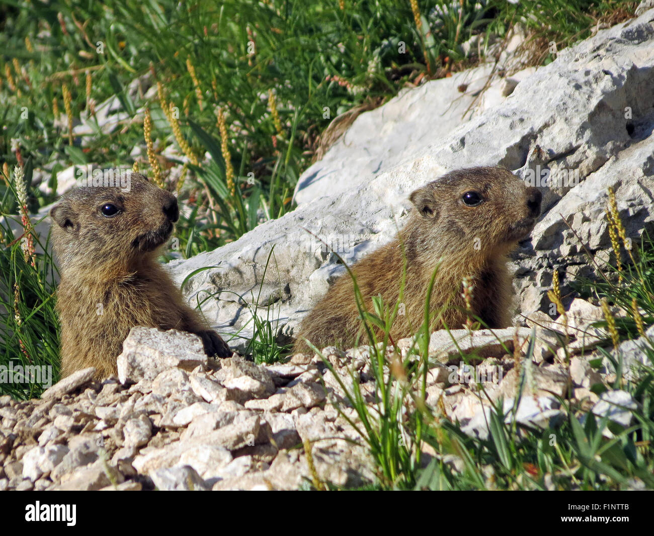 Marmota marmota. La marmotta delle Alpi. Due marmotte cuccioli al di fuori della vostra den. La fauna alpina. Le Dolomiti. La fauna alpina. L'Italia. L'Europa. Foto Stock