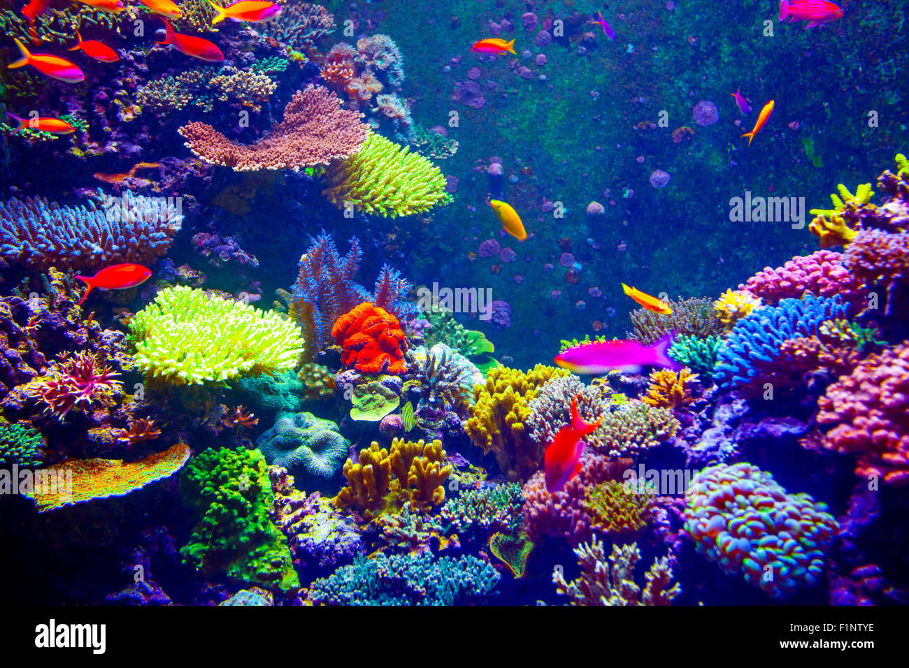 Scogliera di corallo e pesce tropicale Foto Stock