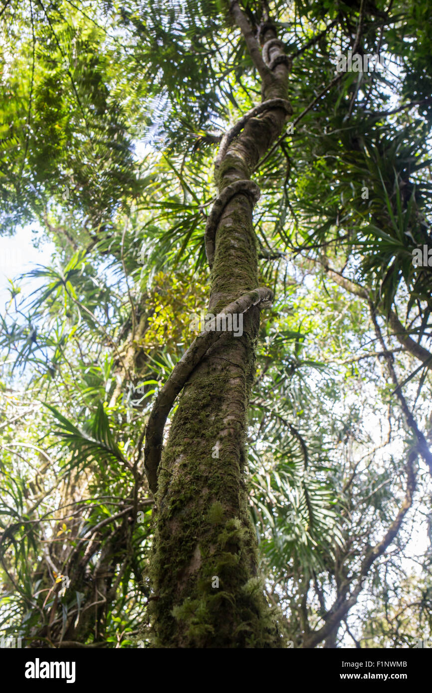Scena guardando dritto in una densa foresta pluviale tropicale Foto Stock