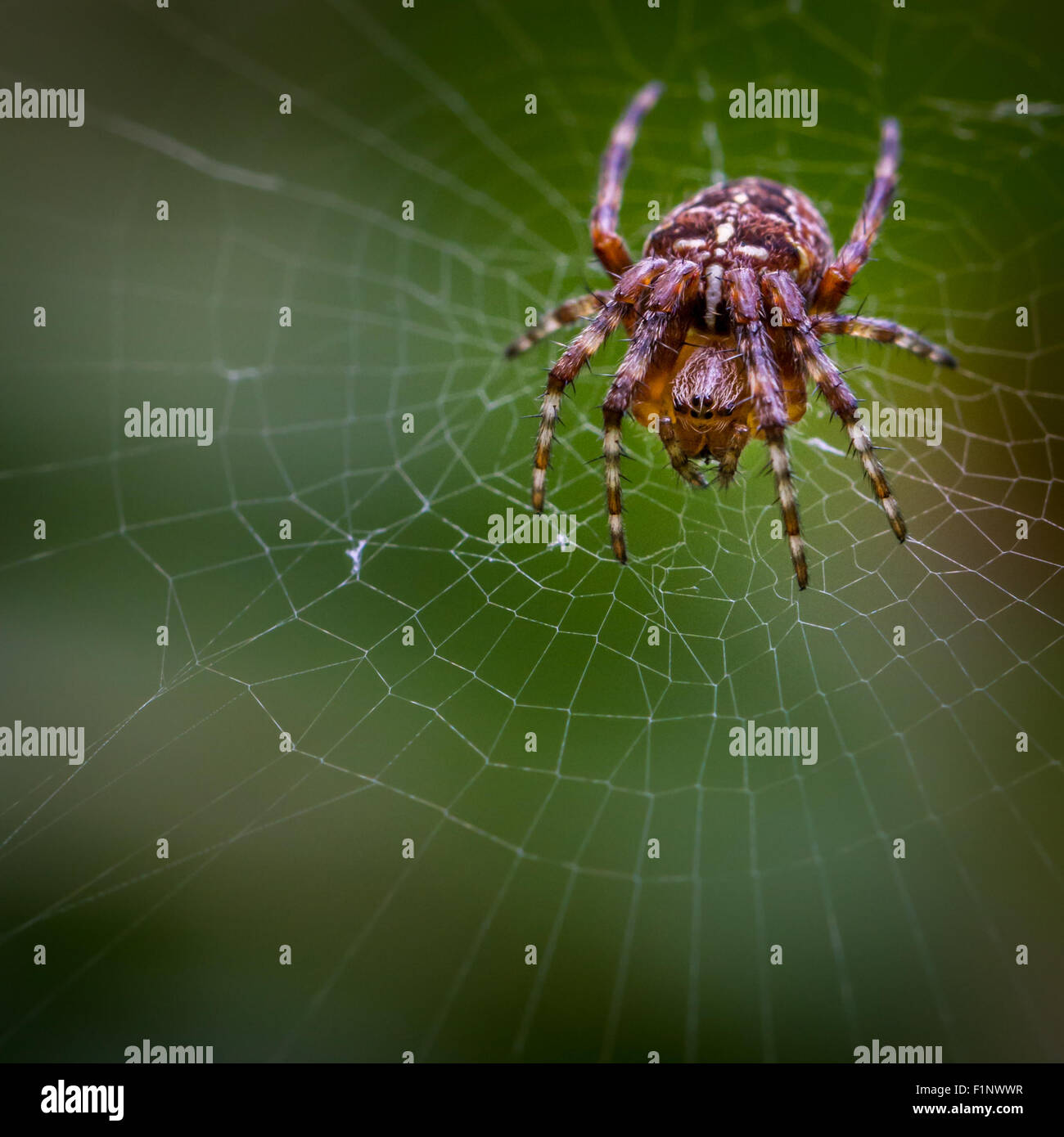 Il giardino in comune spider (araneus diadematus) che gira il suo web durante la notte ha un caratteristico segno incrociato sul suo addome. Foto Stock